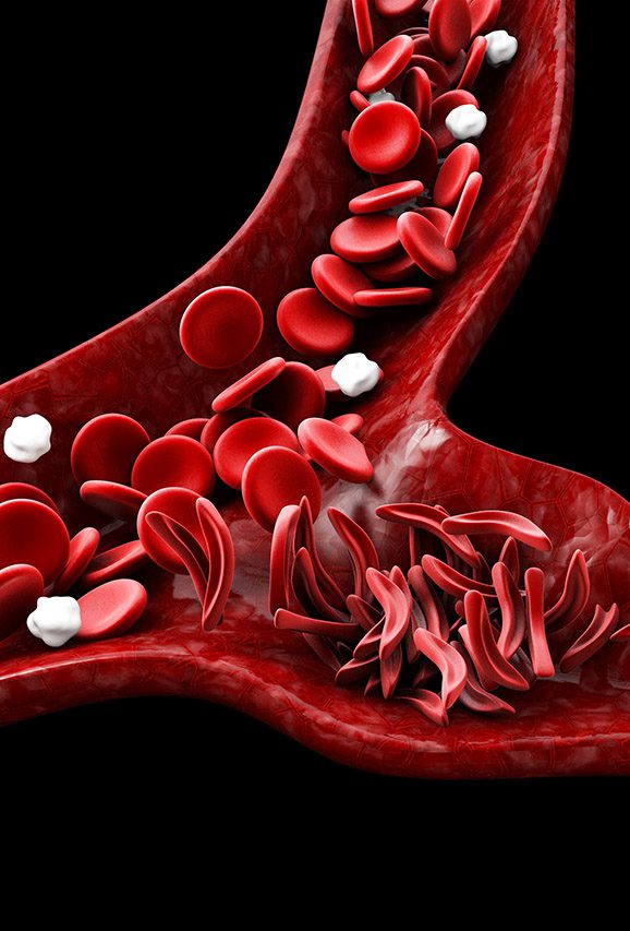 Blood cell and blood vessel