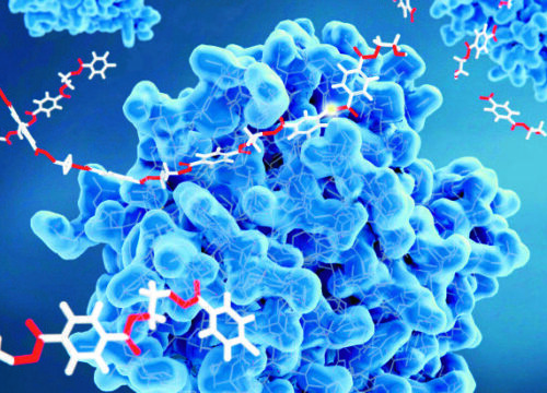 The Science Behind Peptides