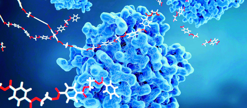 The Science Behind Peptides: Nature’s Tiny Powerhouses for Healing, Wellness, and Longevity